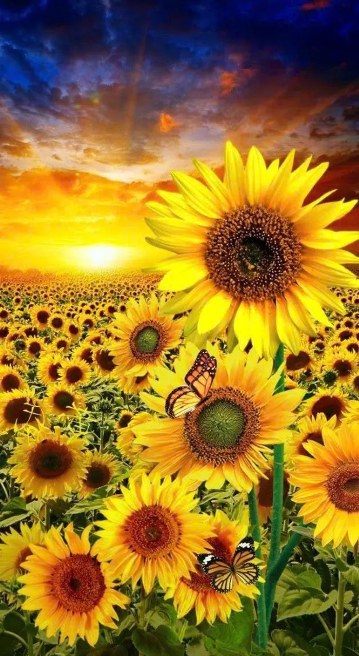 hình nền hoa hướng dương đẹp