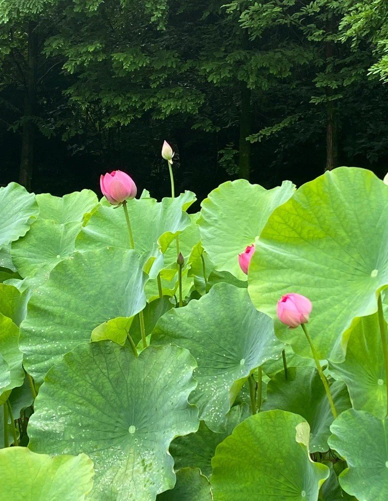 hình nền hoa sen đẹp