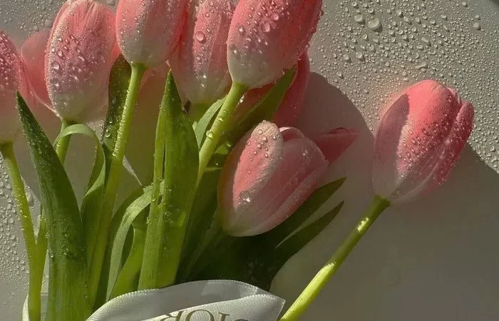 Top 99+ hình avatar hoa tulip đẹp nhất, chất lượng Full Hd