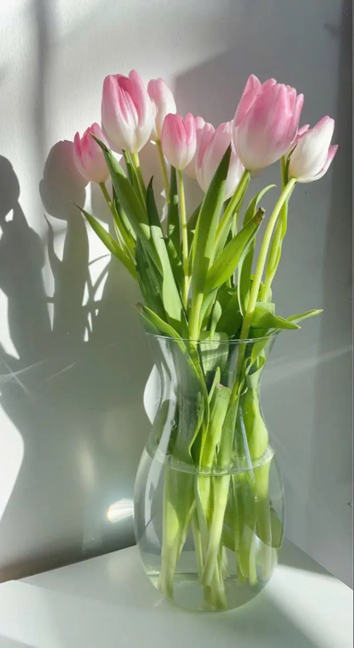 hình nền hoa tulip đẹp