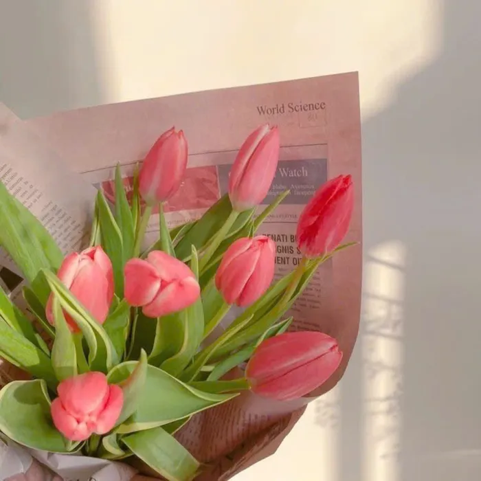 nền điện ảnh hoa tulip