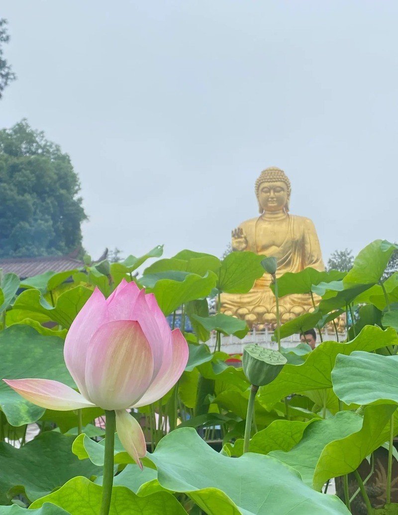 tải ảnh hoa sen đẹp về điện thoại