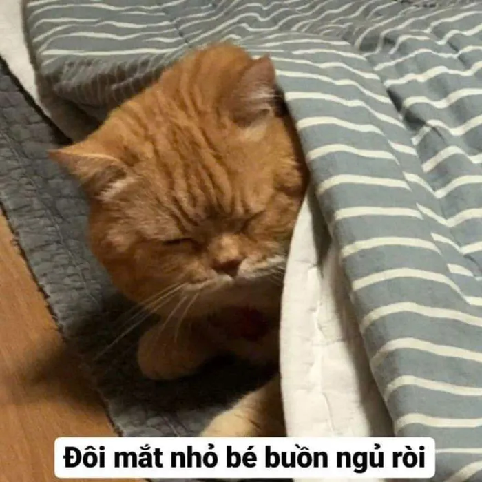ảnh chế meme ngủ