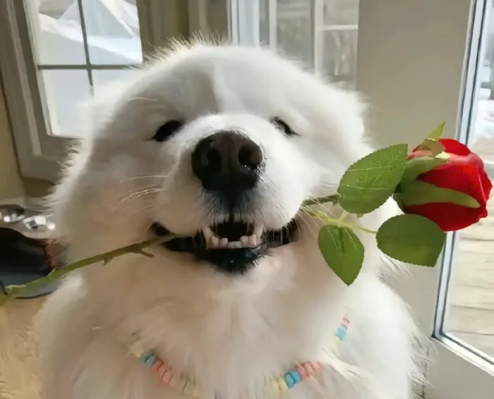 ảnh chó tặng hoa meme
