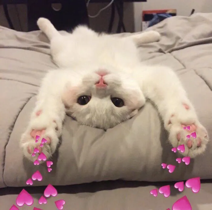 ảnh meme đáng yêu