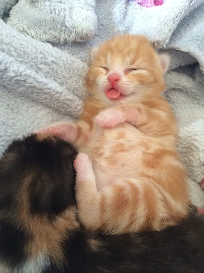 ảnh meme đi ngủ