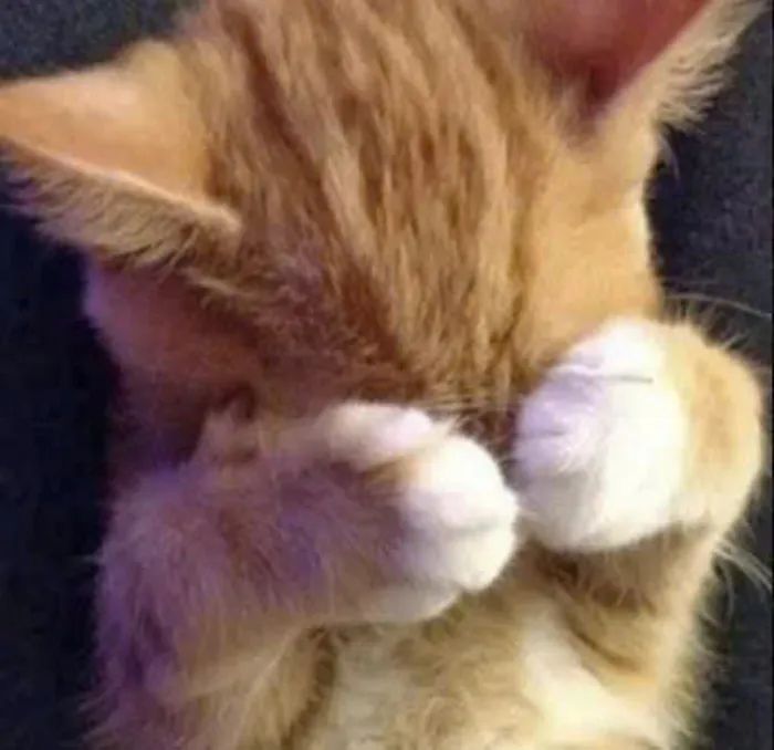 ảnh mèo ngại ngùng