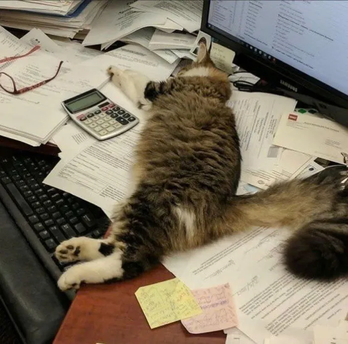 ảnh mèo ngủ meme