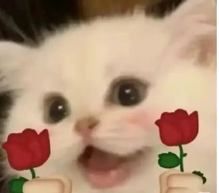 ảnh mèo tặng hoa meme