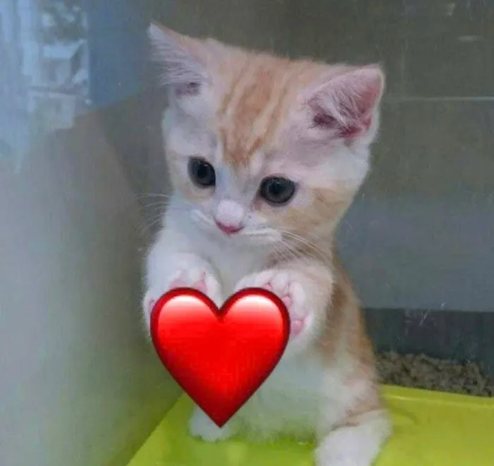 ảnh tình yêu dễ thương