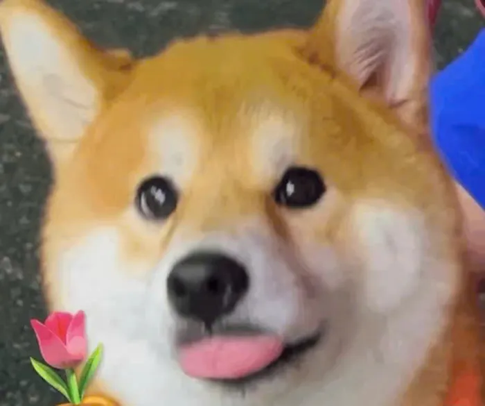 chó meme tặng hoa