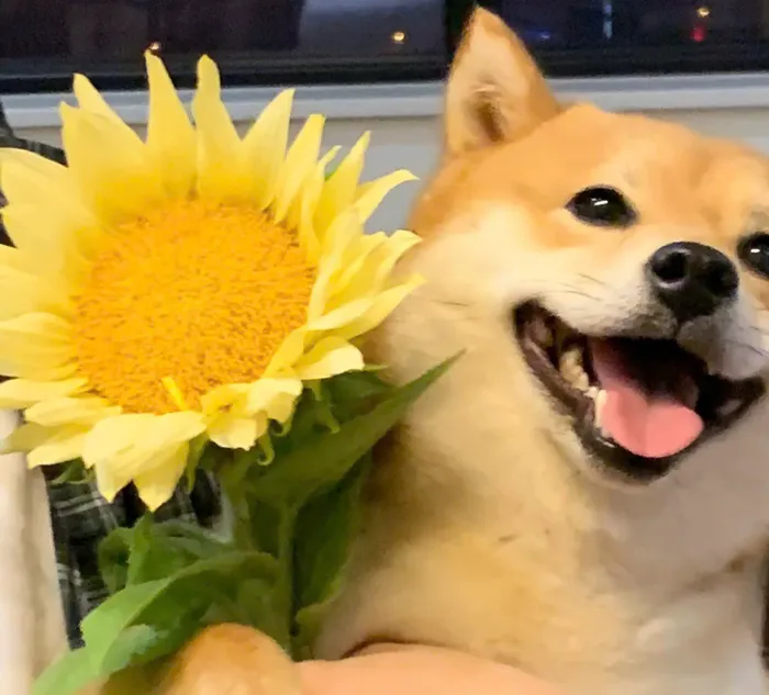 chó tặng hoa meme
