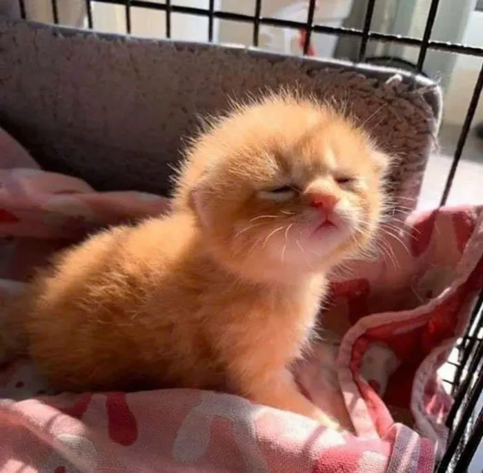 hình ảnh buồn ngủ