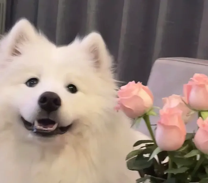 hình ảnh chó tặng hoa meme