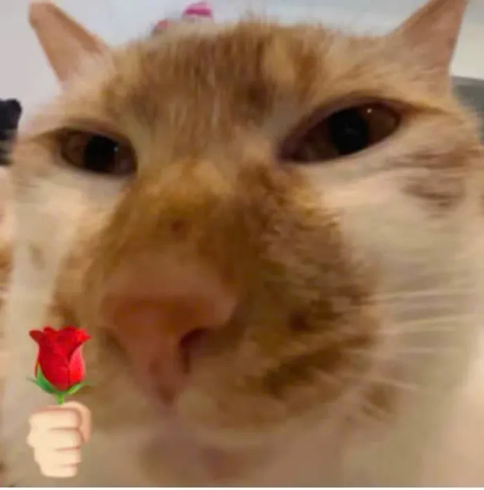 hình ảnh cute meme tặng hoa