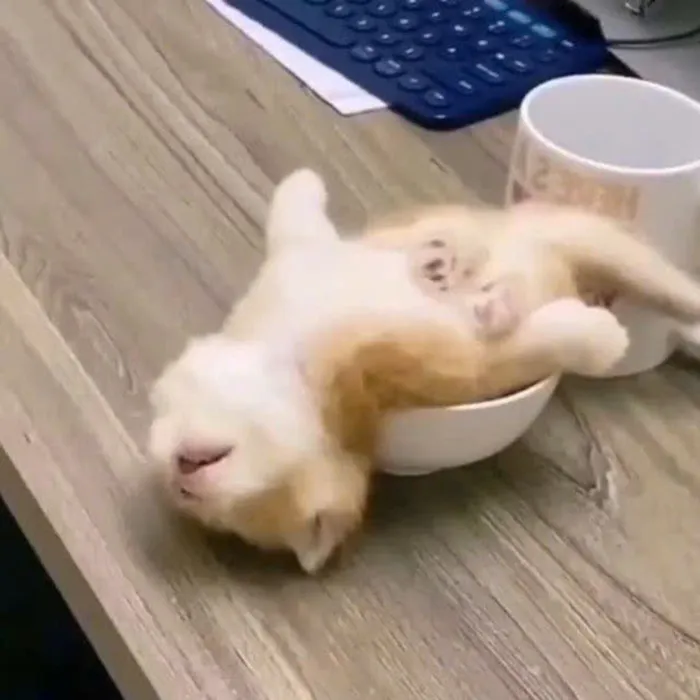 hình ảnh đi ngủ