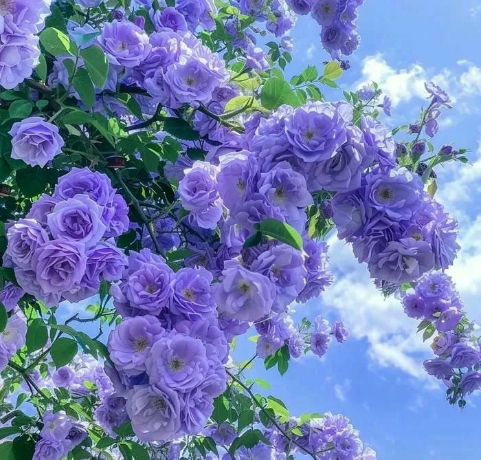 hình ảnh hoa màu tím