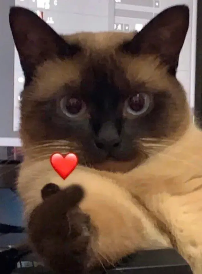 hình meme dễ thương