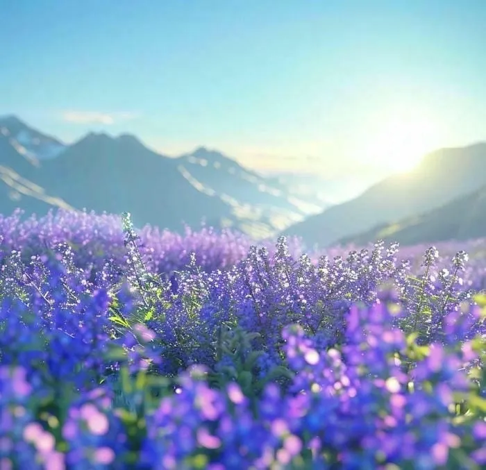 hình nền laptop cánh đồng hoa màu tím