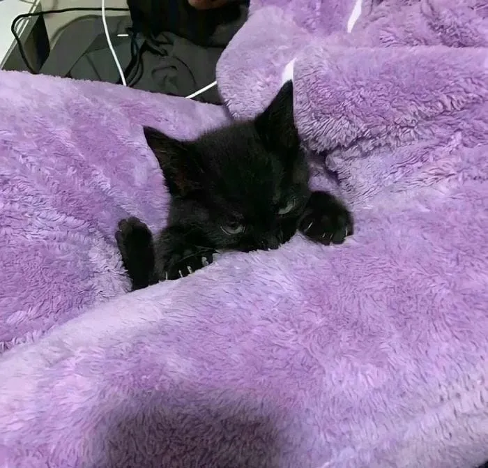 hình nền máy tính màu tím