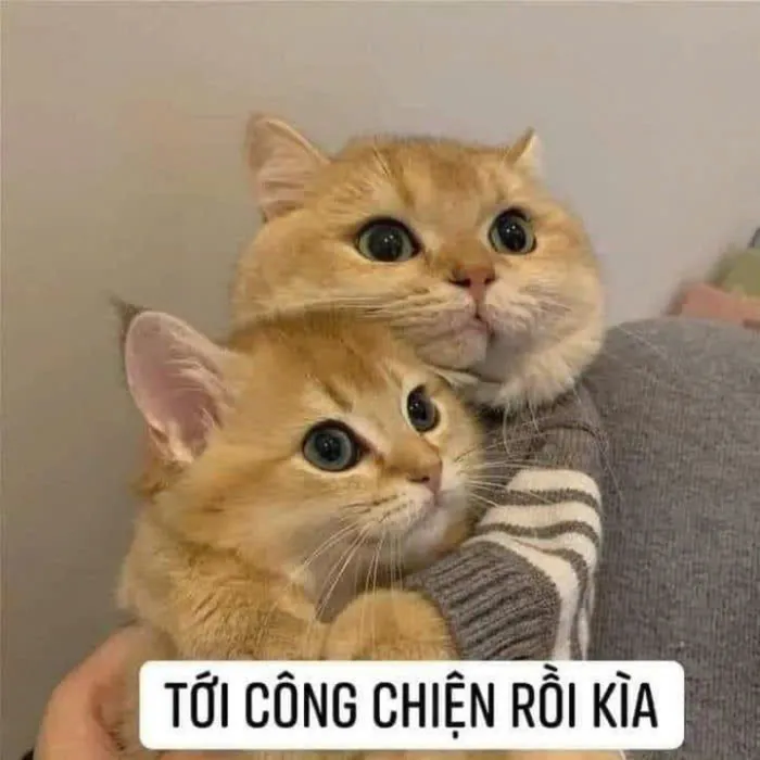 meme an ủi bạn