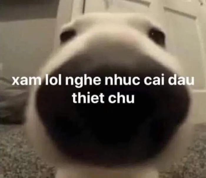 meme chó đau đầu ảnh