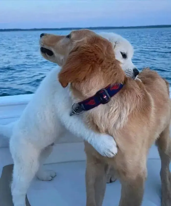 meme chó ôm đầu