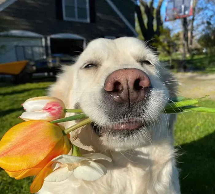 meme chó tặng hoa đẹp