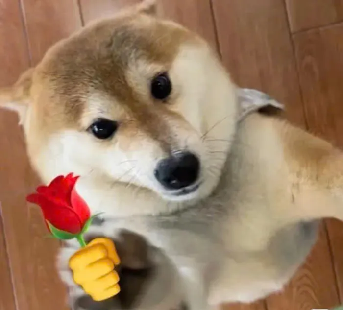 meme cute tặng hoa