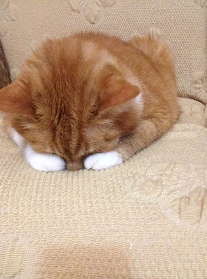 meme mèo ngại ngùng