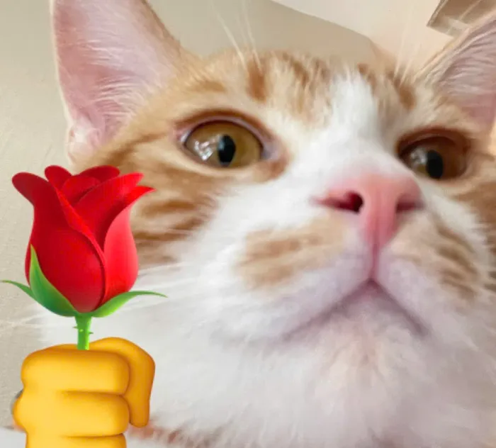 meme mèo tặng hoa ảnh