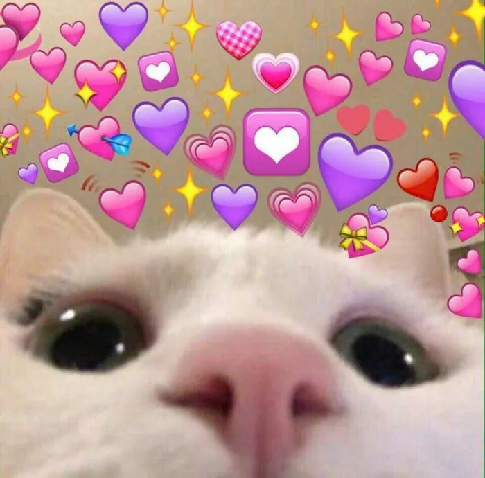 meme mèo tình yêu