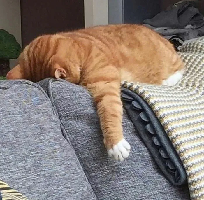 meme ngủ ngon cute