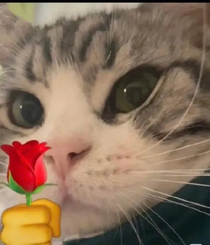 meme tặng em bông hoa