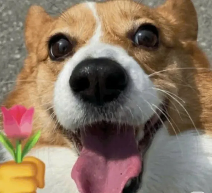 meme tặng hoa chó