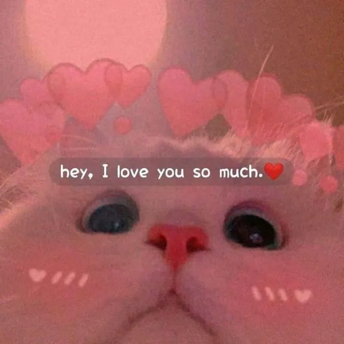 meme tình yêu hài hước