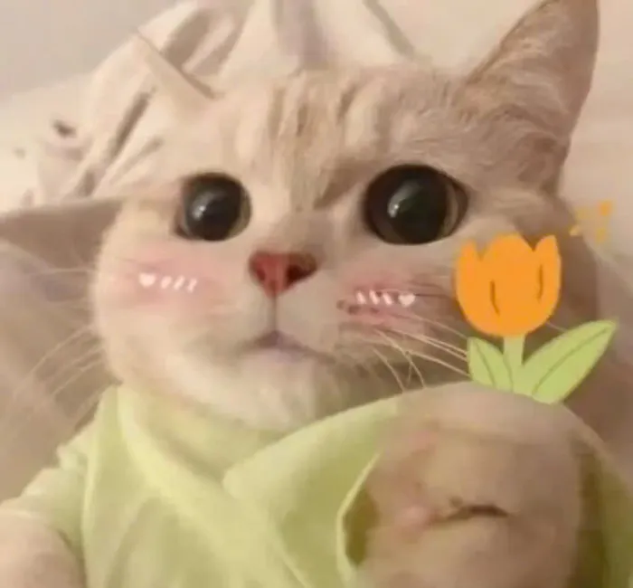 mèo meme tặng hoa