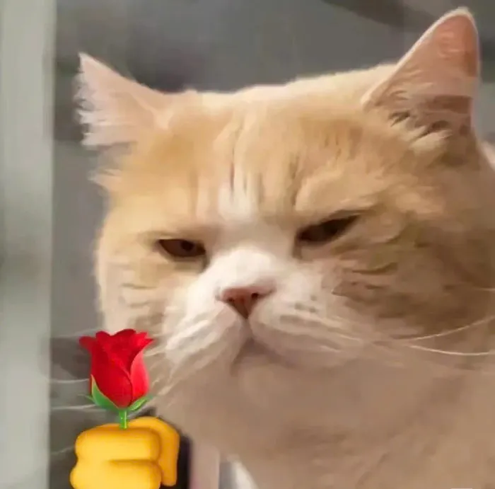 mèo tặng hoa meme