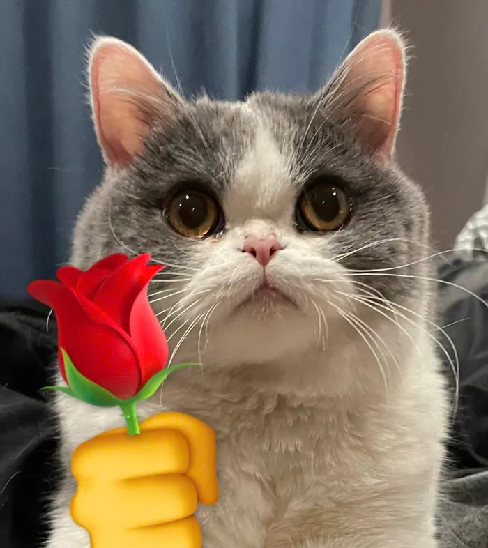 mèo tặng hoa
