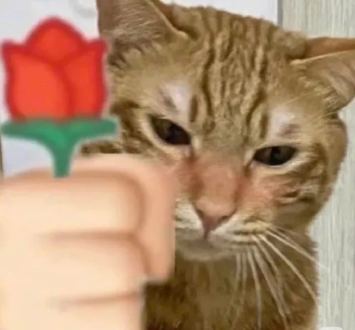 tặng bông hoa meme