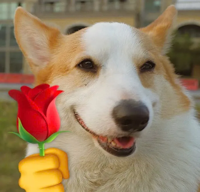 tặng bông hoa nè meme