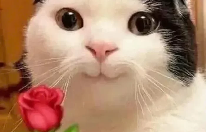 Khám phá 99+ hình meme tặng hoa ý nghĩa nhất năm