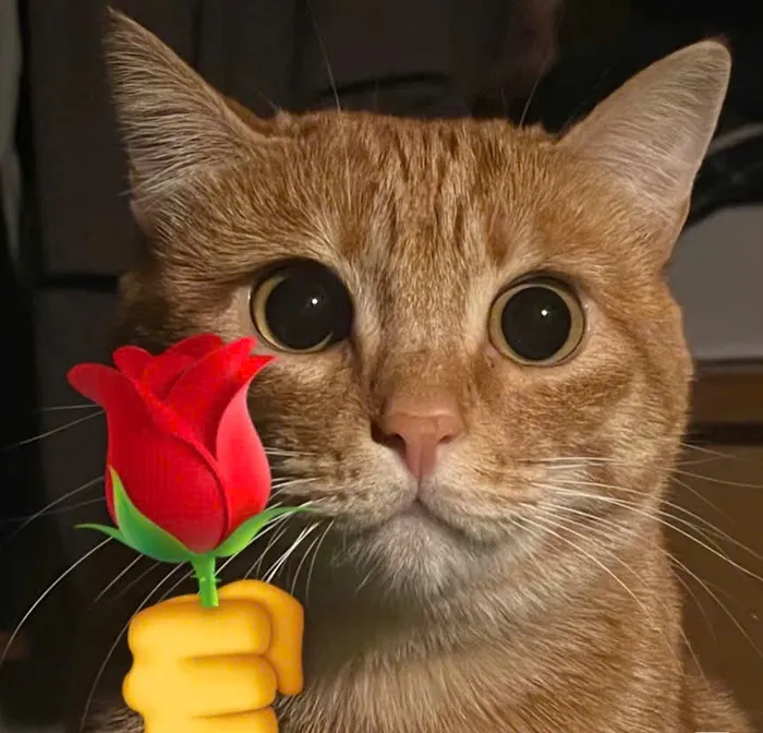 tặng hoa hồng meme ảnh