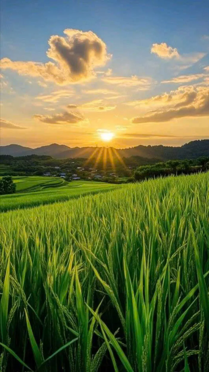 ảnh cánh đồng lúa