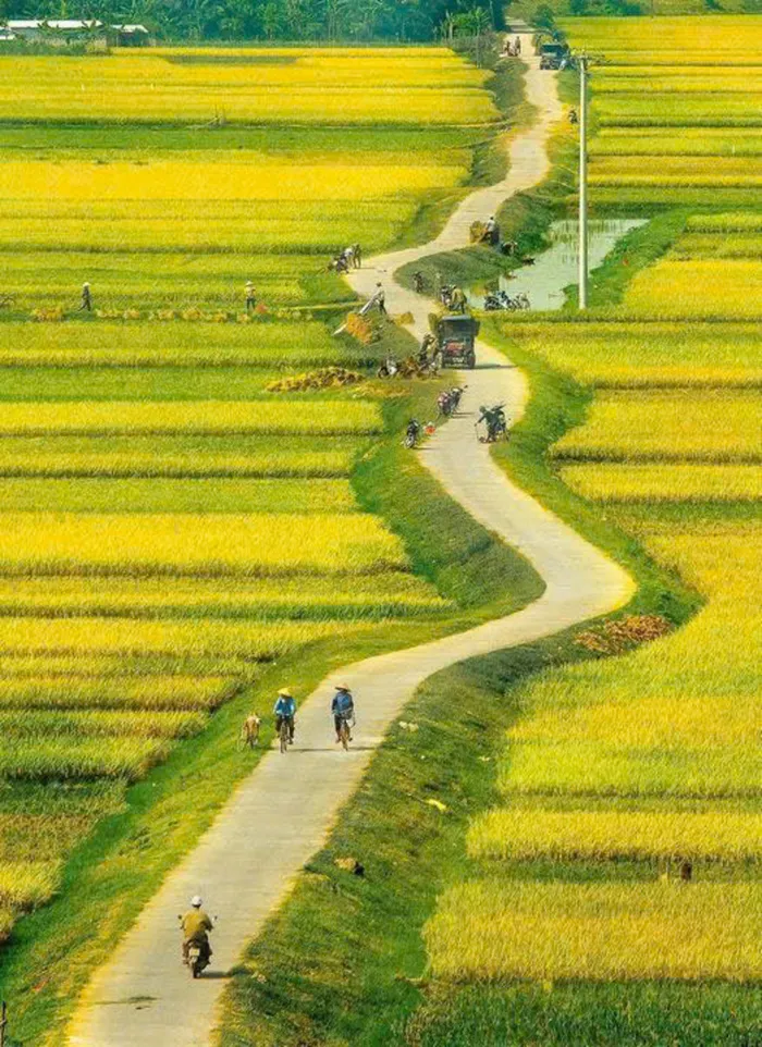 ảnh cảnh đồng ruộng đẹp