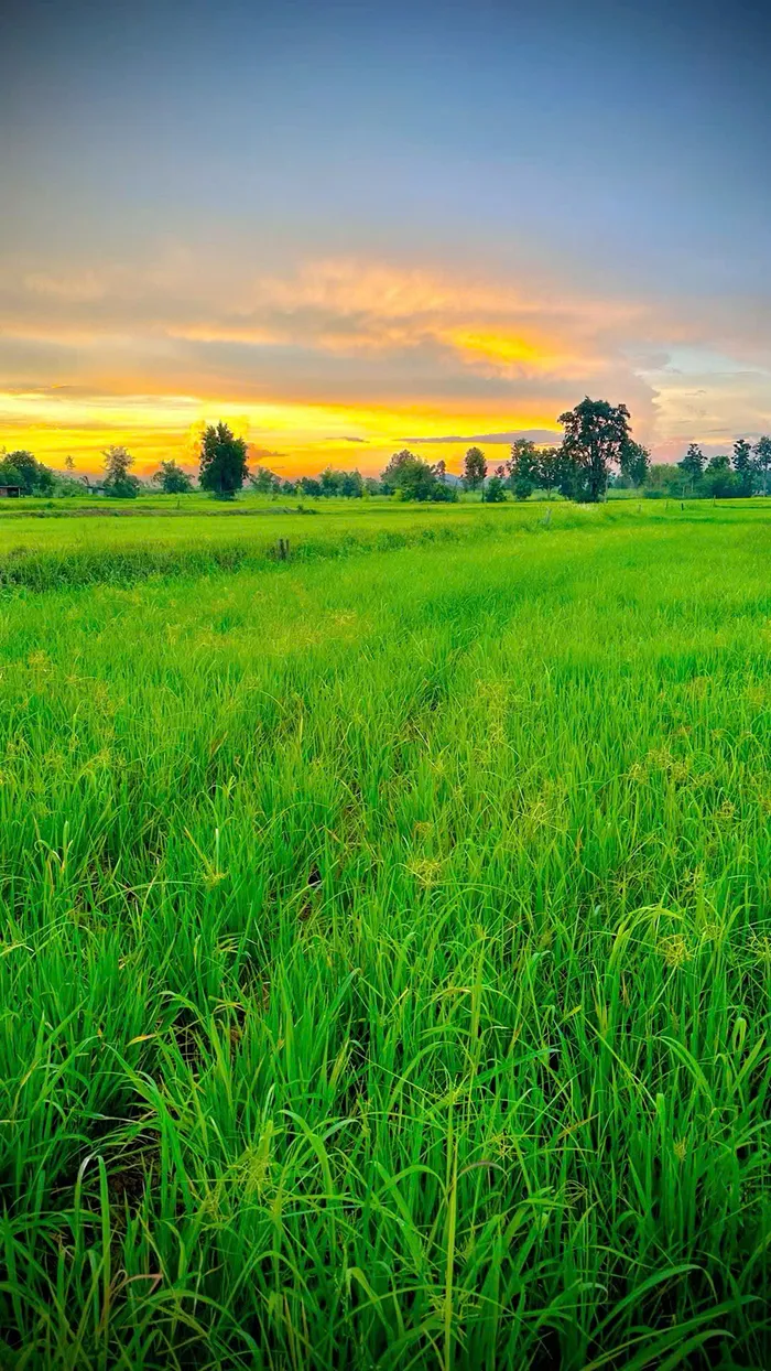 ảnh đồng ruộng