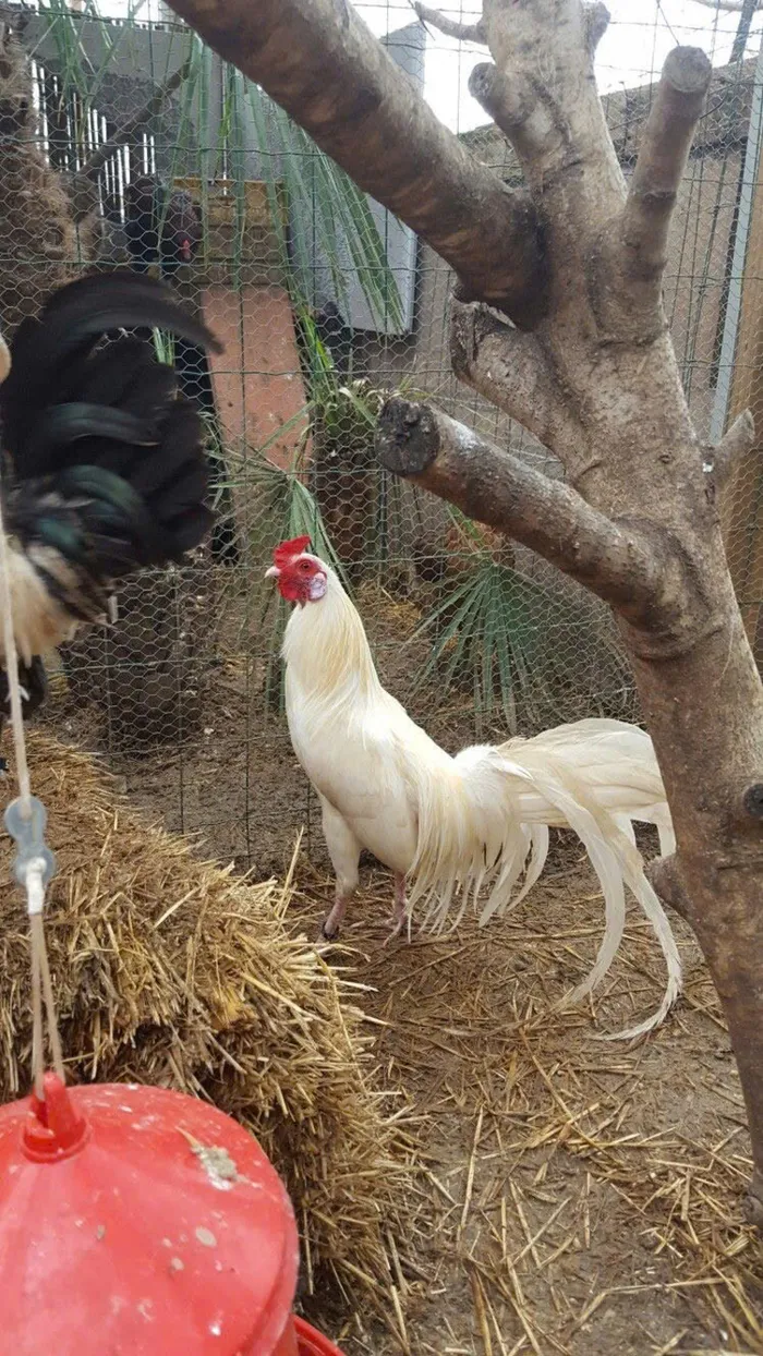 ảnh gà chọi đẹp nhất thế giới