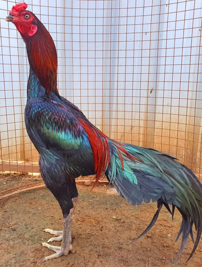 ảnh gà chọi đẹp nhất