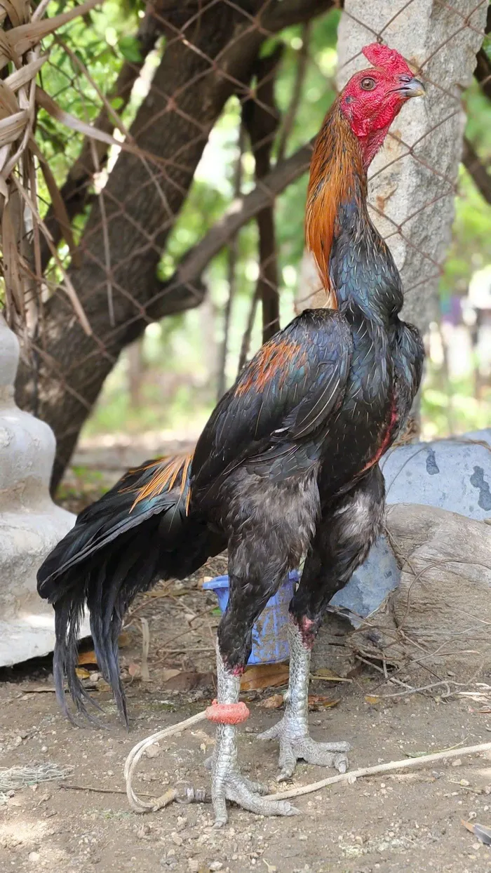 ảnh gà chọi đẹp