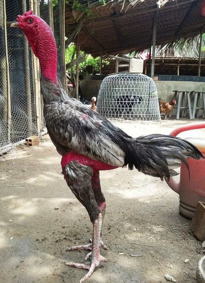 ảnh gà chọi nghệ thuật